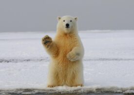 Bitcoin bullish bets hit a 28-month high on Bitfinex, and that's music to bears' ears